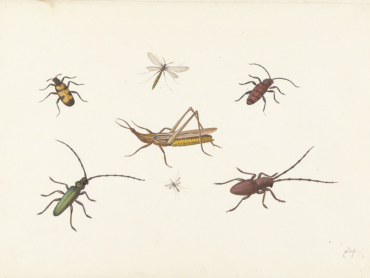 Pieter Withoos, Leaf with seven different insect species, c. 1680-1692