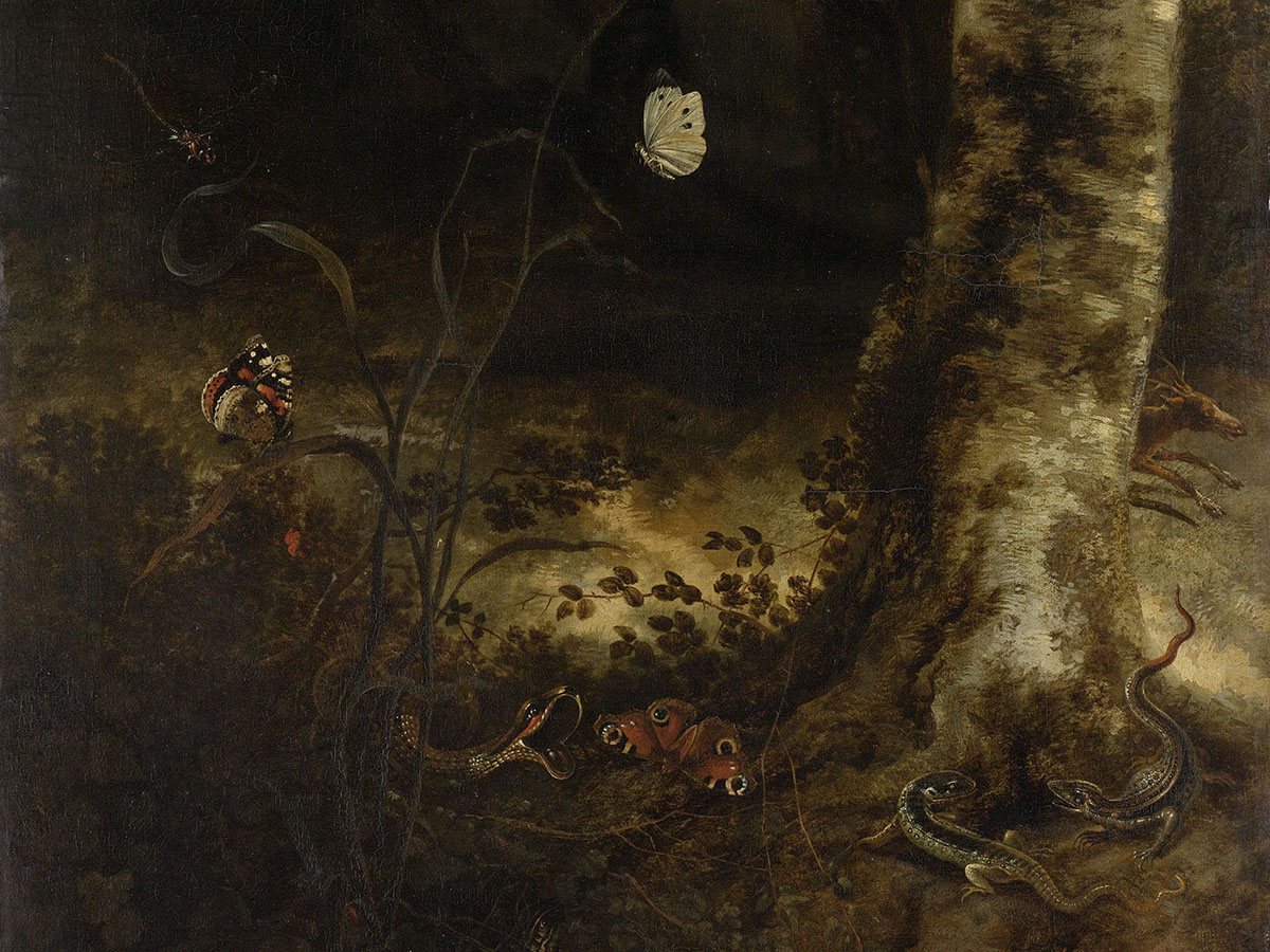 Otto Marseus van Schrieck, Forest Floor with Snake, Lizards, Butterflies and other Insects, 1650-1678