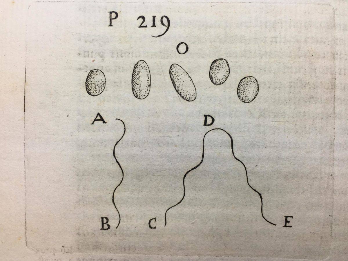 Filippo Buonanni, Microbes in Micrographia Curiosa, 1703. Engraving, page 219. Cat. nr. F 11213. Rijksmuseum Boerhaave