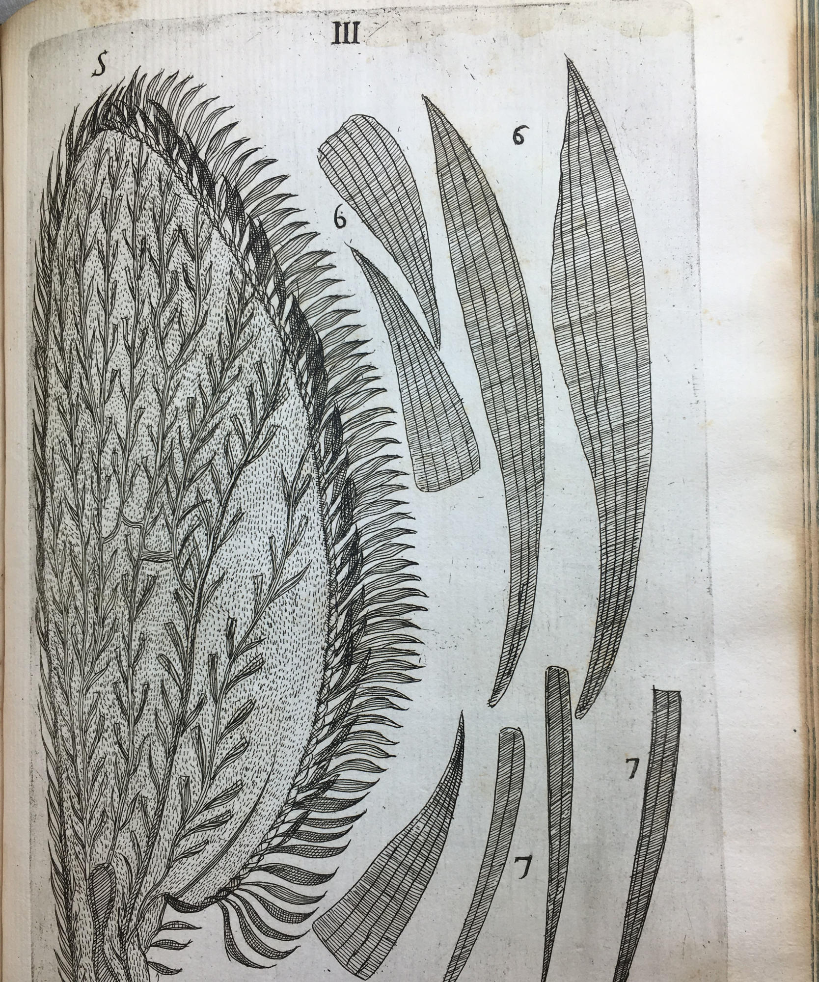 Filippo Buonanni, The anatomy of a mosquito wing in Micrographia Curiosa, 1703