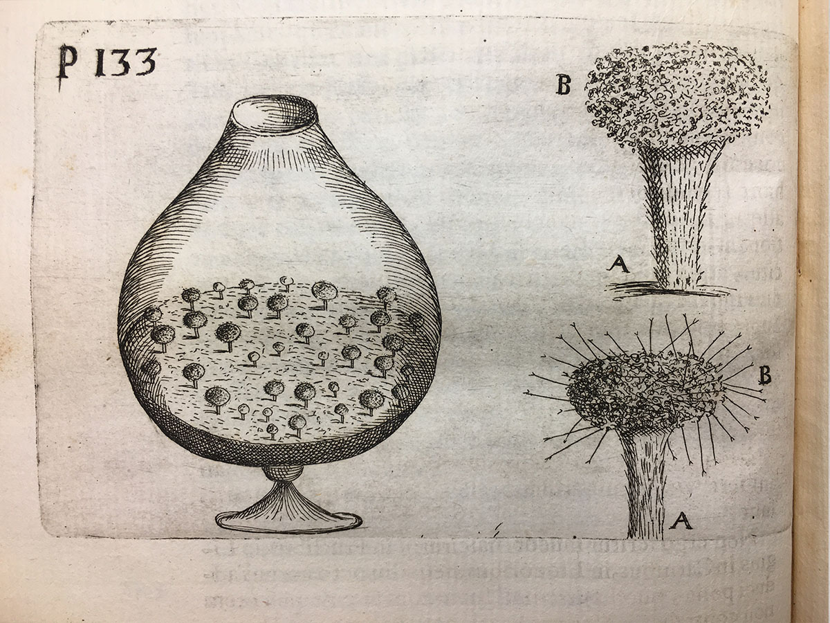 Filippo Buonanni, Fungi in Micrographia Curiosa, 1703