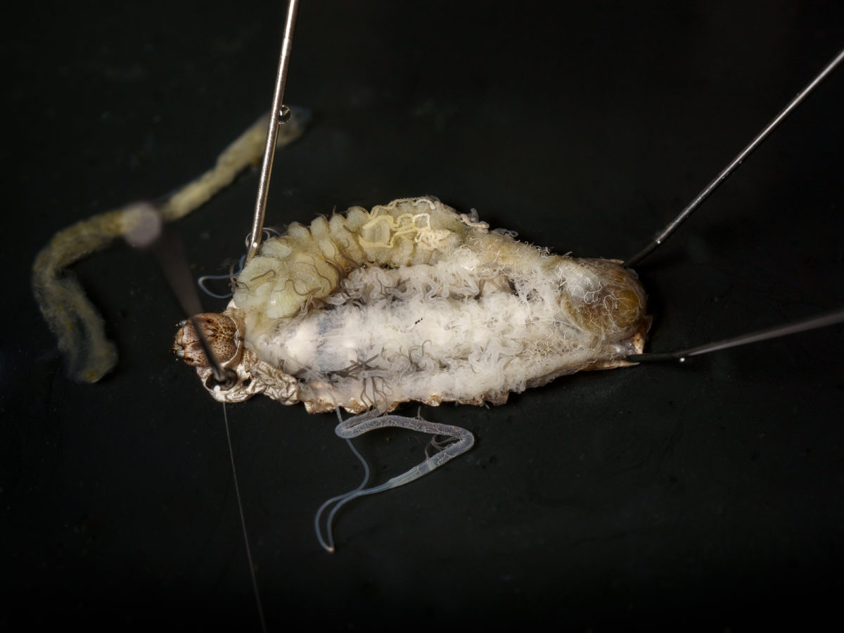 dissecting a Silkworm,_DSC3855_Photograph_by_Wim_van_Egmond_stack