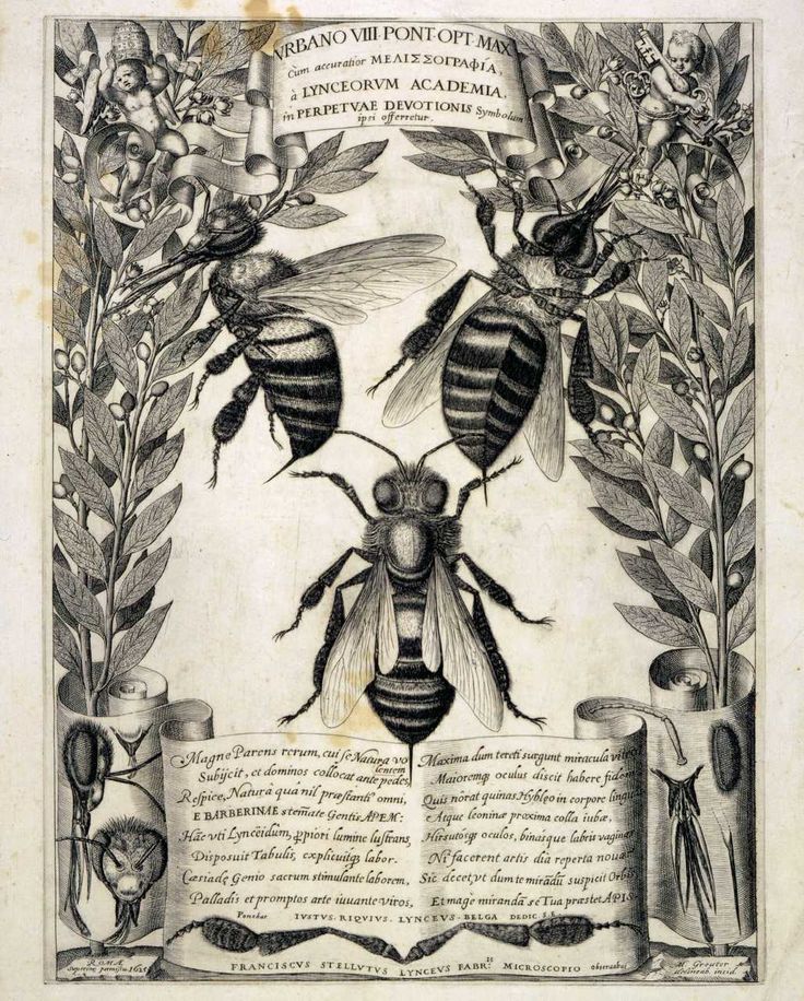 Stelluti,Melissographia, greuter, barberini bees, bee, bee anatomy