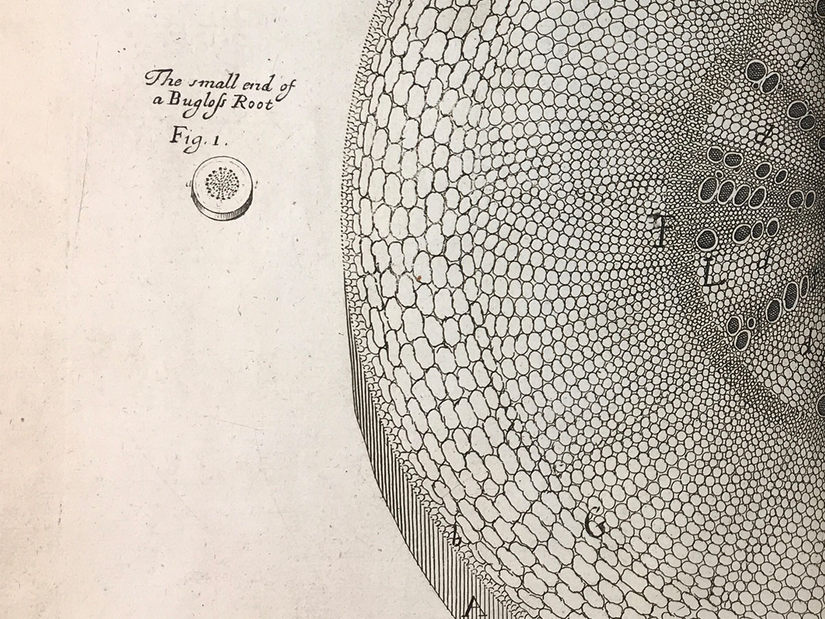 Nehemiah Grew, Cross-section of a Bugloss root in The Anatomy of Plants, 1682