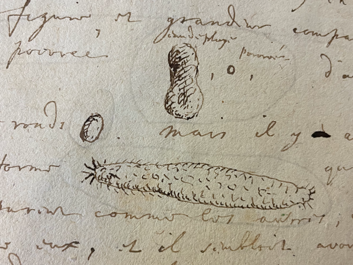 Microlife in letter by Constantijn Huygens Jr. to Christiaan Huygens, 1678. Pen drawing, detail from N. 21886. Cat. nr. HUG 45. Leiden University Library