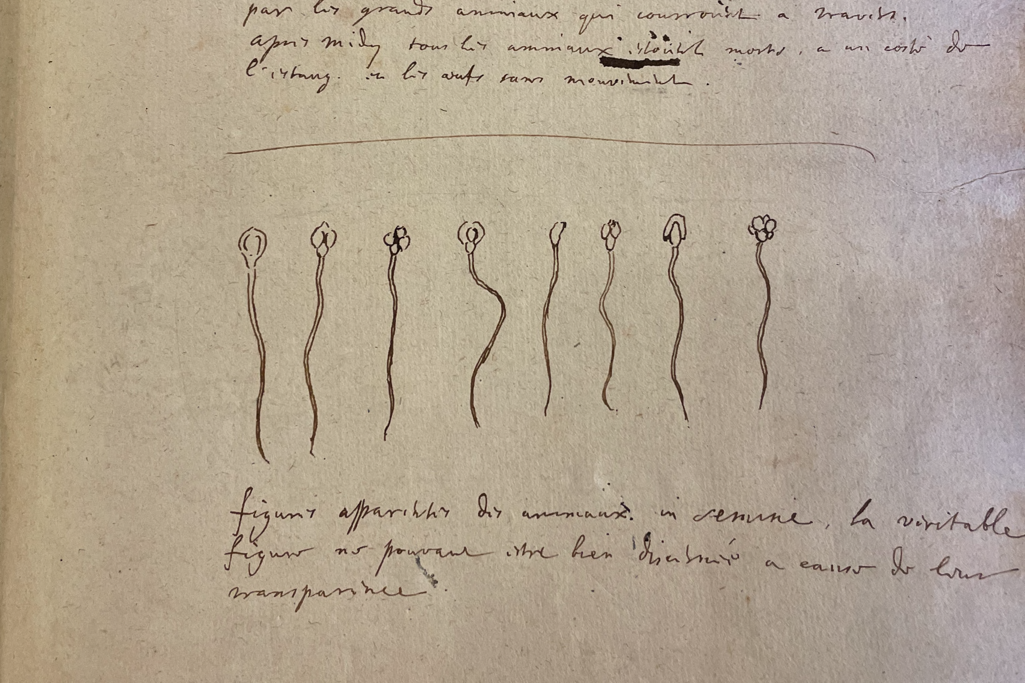 Huygens' observations with micropscope on sperm in Liber E. Fol. 61r. HUG 9. Leiden University Library