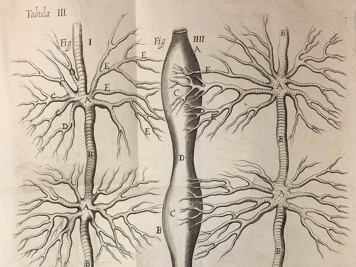 Marcello Malphigi, Nervous system of a silkworm in Dissertatio epistolica de Bombyce, 1669