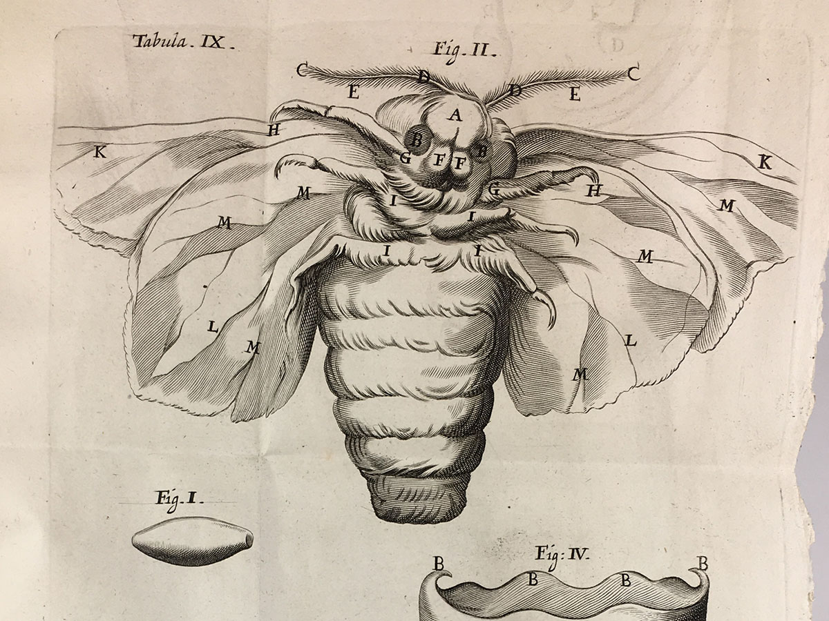 Marcello Malphigi, Silkworm in Dissertatio epistolica de Bombyce, 1669
