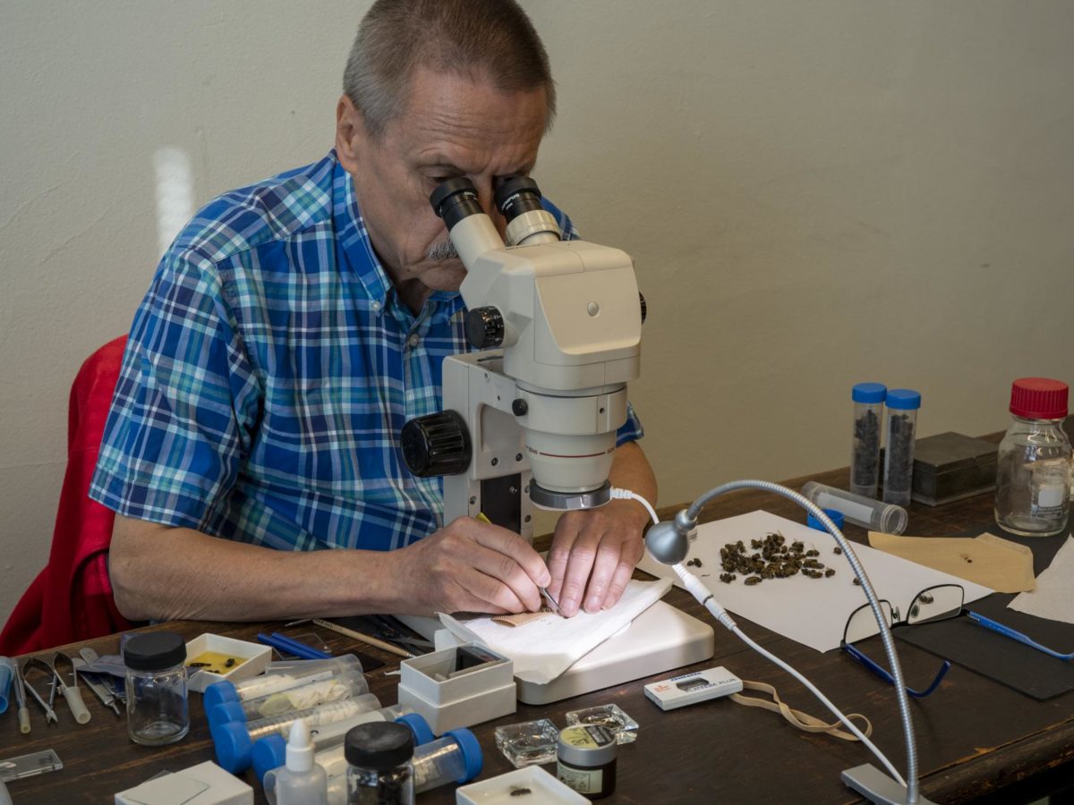 Hans preparing bees for the microscope during MicroLab1 at Rijksmuseum Boerhaave. September 2021. © Wim van Egmond for Visualizing the Unknown