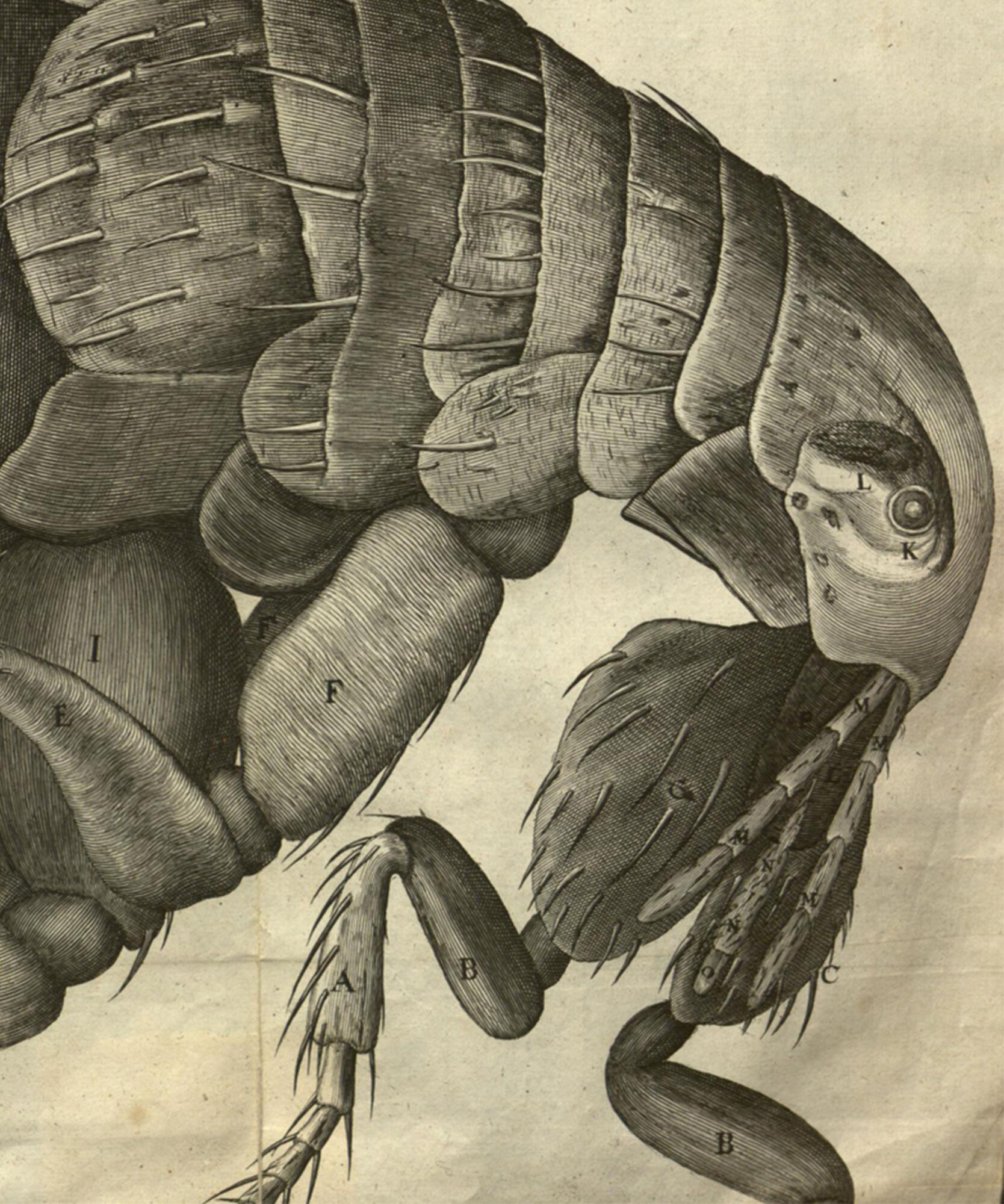 Image Robert Hooke for Sietkse's talk at the RSA 2024