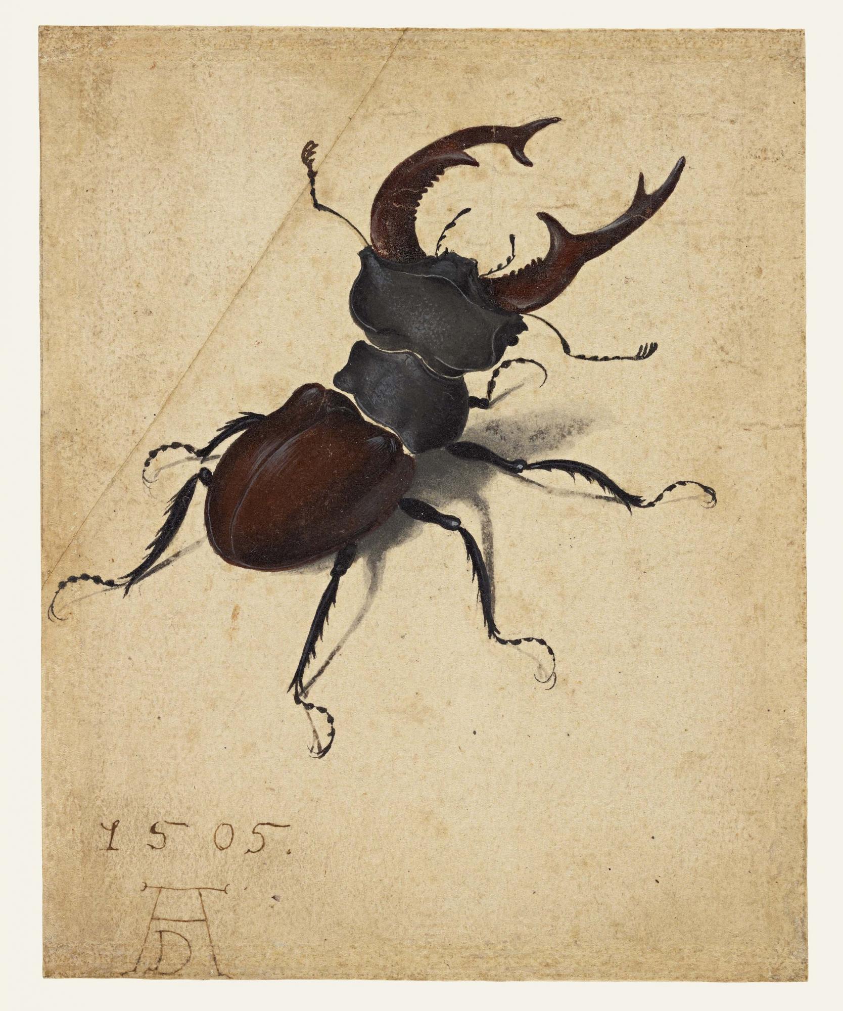 Dürer, Stag Beetle, Creepy Crawies