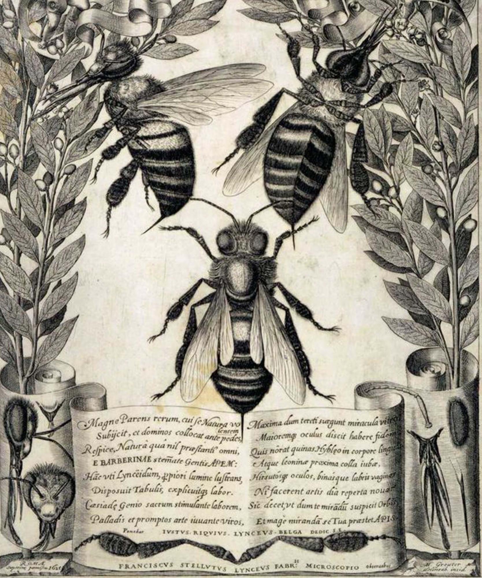 Stelluti, Bees, Melissographia, Bee Anatomy, Barberini Bee, Barberini crest