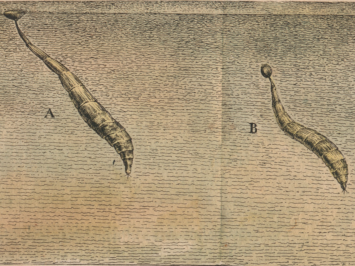 Johannes Swammerdam, Colored larvae of a soldierfly in Historia Insectorum Generalis, 1669. Engraving, Tab. IV. Cat. nr. B06422. Rijksmuseum Boerhaave