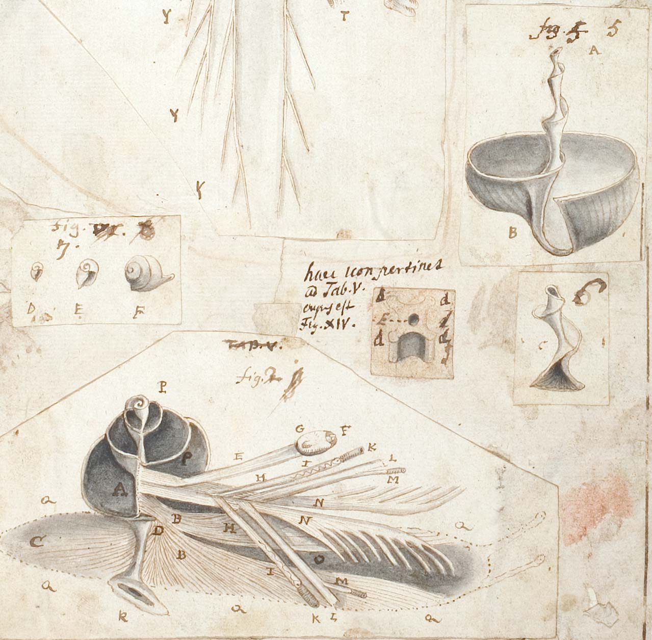 Johannes Swammerdam, The anatomy of a snail in Icones operis Bibliae naturae c. 1678. Drawing, detail from fol. 7r. BPL 126 B. Leiden University Library